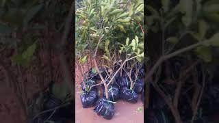 Trồng 1200 cây bưởi Diễn chuẩn tại Đất Phú Diễn cho khách HÀNG quen HÒA BÌNH 0962392038