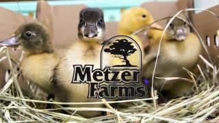 Order Ducklings & Goslings from Metzer Farms