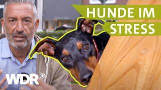 Ängstliche und aggressive Hunde beruhigen | Hunde verstehen | S03/E02 | WDR