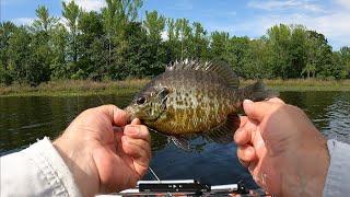 Bluegill Spawn is On!