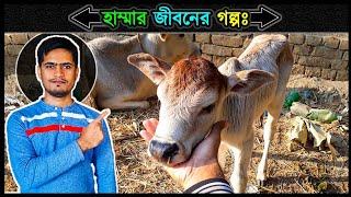 হাম্মাকে বাঁচানোর ঘটনা  গরুর বাছুরের জন্মের গল্প  Jactok পাখি ভাইয়া