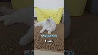 萌宠好物 养猫用品推荐 新手养猫 猫砂盆推荐 猫砂盆超大号