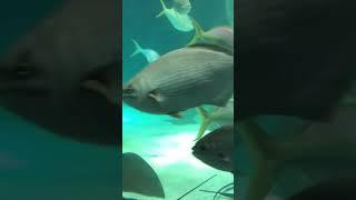Stingrays, Big Fish, coral reefs | Ikan Pari, Ikan Besar, Pesona Bawah laut, terumbu karang