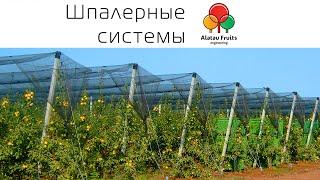 Шпалера компании "Alatau Fruits Engineering"