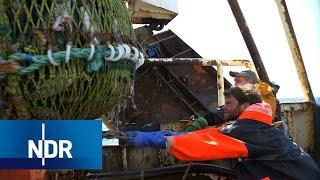 Fischfang auf der Hochsee: Was treibt Männer in die Fischerei? | 7 Tage | NDR Doku