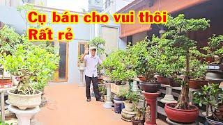 Cụ ông tuổi cao nhưng vẫn uốn cây làm chậu cho vui, nhiều cây giá rẻ, sanh nam điền, si