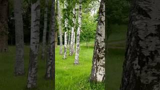 Вы шумите-шумите...                                     #tataanri #зеленогорск