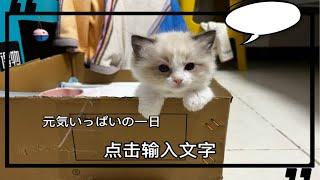 买个小奶猫从小培养吧