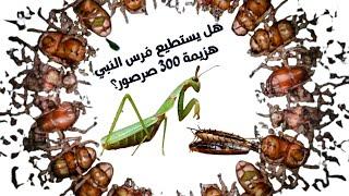 هل يستطيع فرس النبي هزيمة 300 صرصور؟