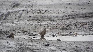linnets