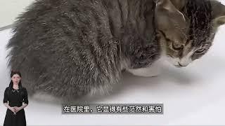 小猫只能吃泥土，缓解饥饿的折磨，画面让人落泪！ #流浪猫