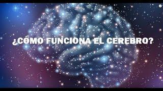 ¿Cómo Funciona el Cerebro Humano?