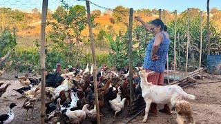 As coisas boas da Roça e suas Farturas / Noite do cachorro quente