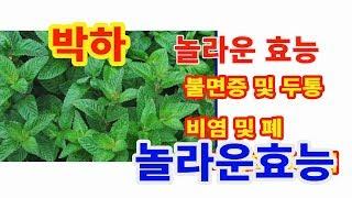 박하 놀라운 효능