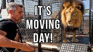 Shuffling LIONS with Kevin Richardson - Unique Bond in Action | The Lion Whisperer