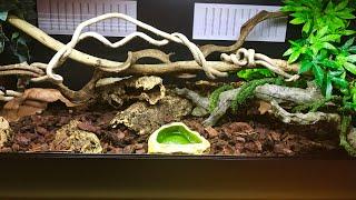 NEW VIVARIUM UNBOXING AND SETUP