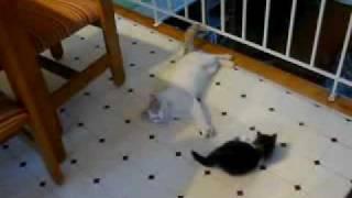 Kitten Learns Valuable Lesson