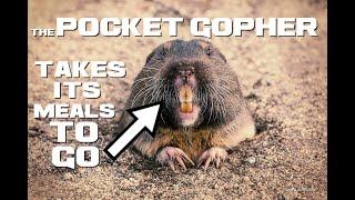 Gopher Facts - The Meals-To-Go Rodent - Animal a Day