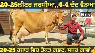 10 ਤੋ 25ਲੀਟਰ 10 ਜਰਸੀਆ ਵੀਕਾਓ। jarsey cow for sale/vadiya farm/8-3-25