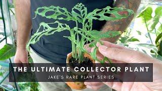 Monstera Obliqua | Ultra Rare Houseplant | Jake Series Special | Ep 37