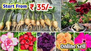 Grafted Adenium Plants | Online Sale | Adenium Combo | Low Price | Desert Rose Colours