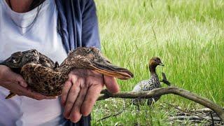 Anti duck shooting commercial RSPCA South Australia