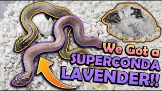 Baby LAVENDER Hognose Snakes Hatching!!