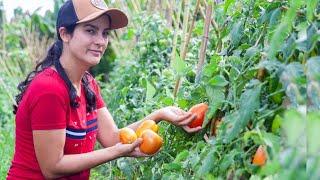 Como plantar Tomate- da semente até a colheita