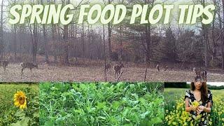 How to Build Soil with Spring Food Plots