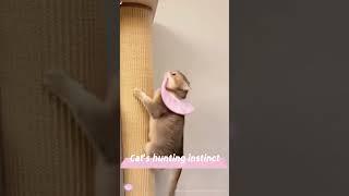 Cats have a natural hunting instinct that makes them great hunters. #funny #foryou #fypage #fyp