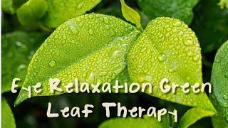 Oddly Relaxing - Eye Relaxation Green Leaf Therapy