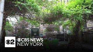 Urban refuge for birds and insects created on NYC's Upper West Side
