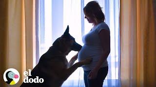 Perro espera pacientemente a que su nuevo hermanito | El Dodo