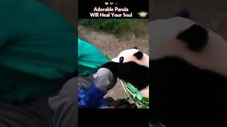 26 Adorable Panda Melt Your Heart | 可爱熊猫治愈你的心 #panda #adorablepanda #睿宝 #ruibao #huibao #辉宝