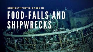 Deep-Sea Food Falls | A Tale of Wood and Bone