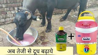 Ostovet calcium || पशुओं का तेजी से दूध बढ़ाये || Ostovet FORTE and Vimeral virbac || Buffalo milk