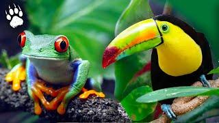 COSTA RICA : Ultimate Biodiversity Sanctuary  - Animal Documentary - AMP