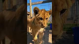 Big Cat SMACKS