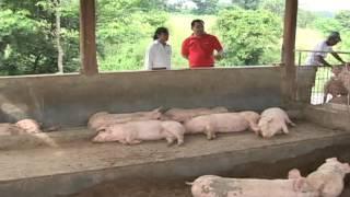 Babuyang Walang Amoy/Profitable Innovative Growing System/Natural Hog Raising in Tagaytay Part 2