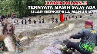 Viral! Snakes with human heads are still found in Indonesia, this video is the proof