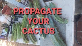 Easily propagate single columnar a cactus