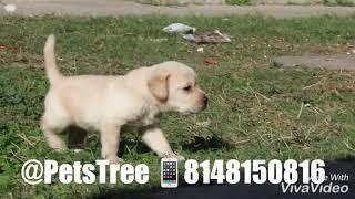 Best Pets Shop in Chandigarh