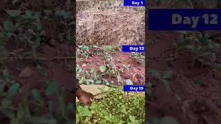Fenugreek and Green Amaranth planting at home   #shorts #nature