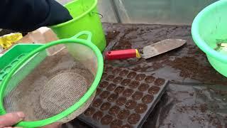 02/15/2025: 2 ways to sow parsley