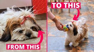 How to Make Your Shih Tzu Confident?