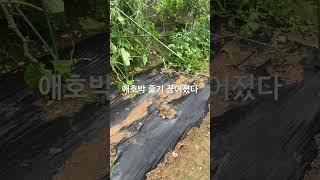 바람이 그렇게 심하게 불더니 이리저리 흔들리다 결국 넘어지고 부러지고 도깨비방망이가 되던 애호박 줄기는 끊어지고 쓴맛나던 우리 오이도 쓰러져 누웠네 #오도이촌 #세컨하우스 #텃밭