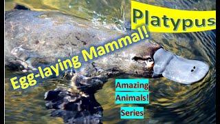 Platypus facts  Duck-billed Platypus  one of five species of mammals lay eggs, native to 