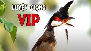 Luyện Giọng VÍP Cho Chào Mào Má Trắng,- Kích Bổi Đấu Ché - Chào Mào Non Dễ Học - Giọng Hay.chao mao