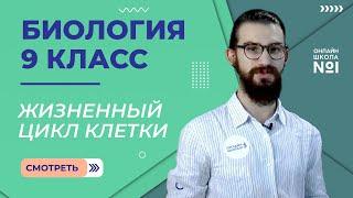 Жизненный цикл клетки. Митоз. Видеоурок 14. Биология 9 класс