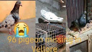 96 pigeon missing in Vellore  mersal Sundar loft please inform 